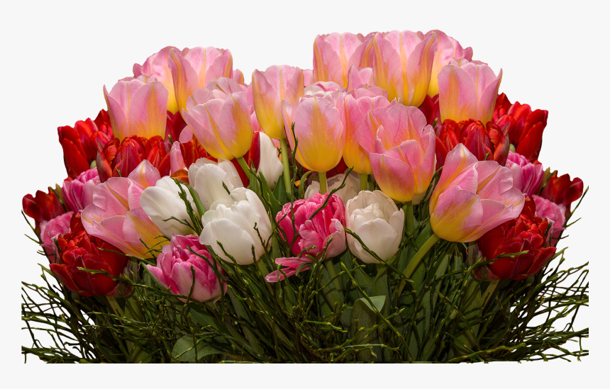 गुलदस्ता - Transparent Tulips Flowers, HD Png Download