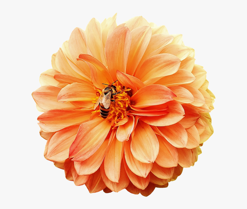 Dahlia, Dahlias, Bees, Autumn, Asteraceae - Dahlia Png, Transparent Png