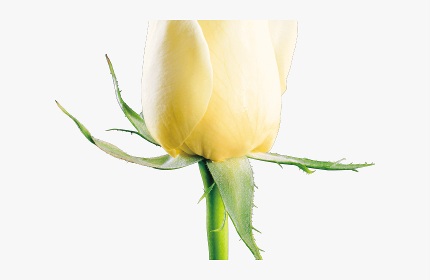 غنچه گل رز زرد, HD Png Download