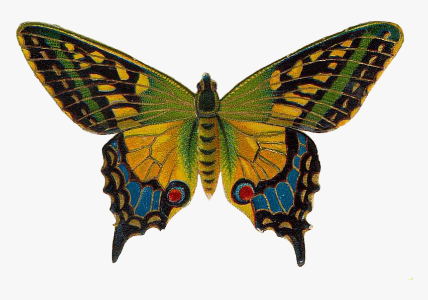 Free Png Butterfly Images - Vintage Butterfly, Transparent Png