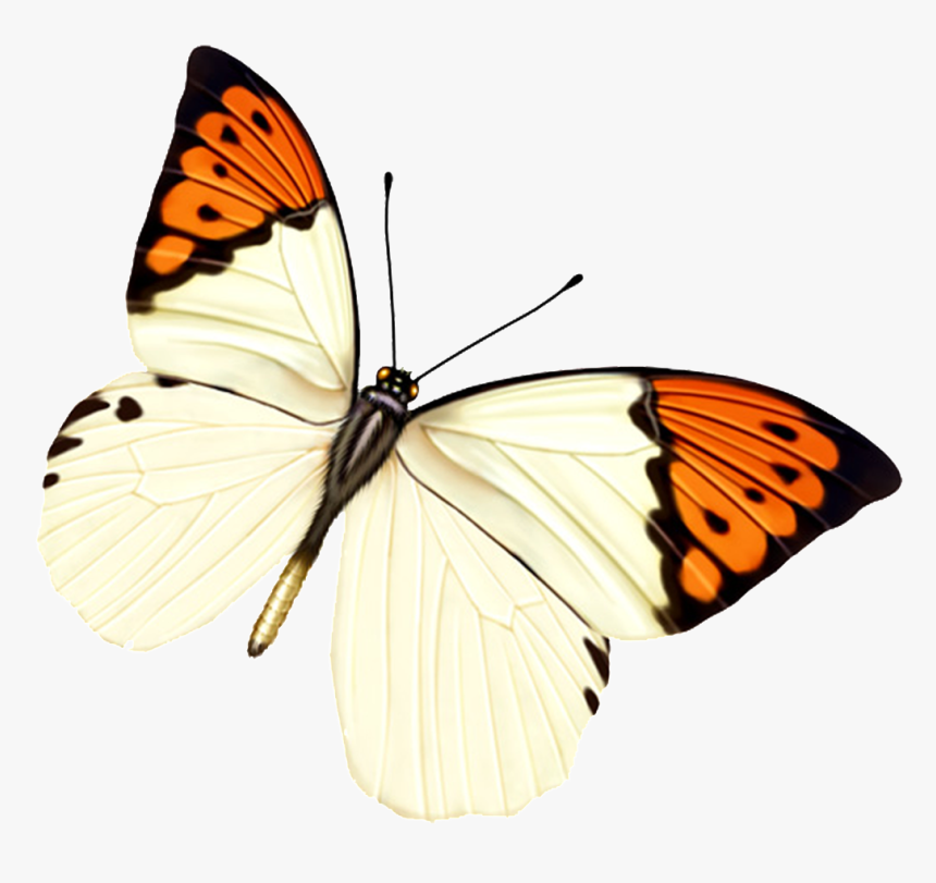 Hd Beautiful Colorful Butterfly Png - Papel De Parede De Borboleta Rosa, Transparent Png