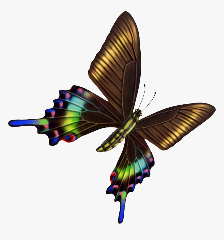 Hd Beautiful Colorful Butterfly Png - 蝴蝶, Transparent Png