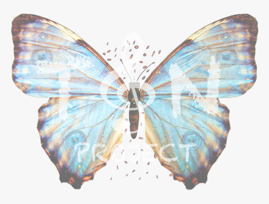Butterfly Big Png, Transparent Png