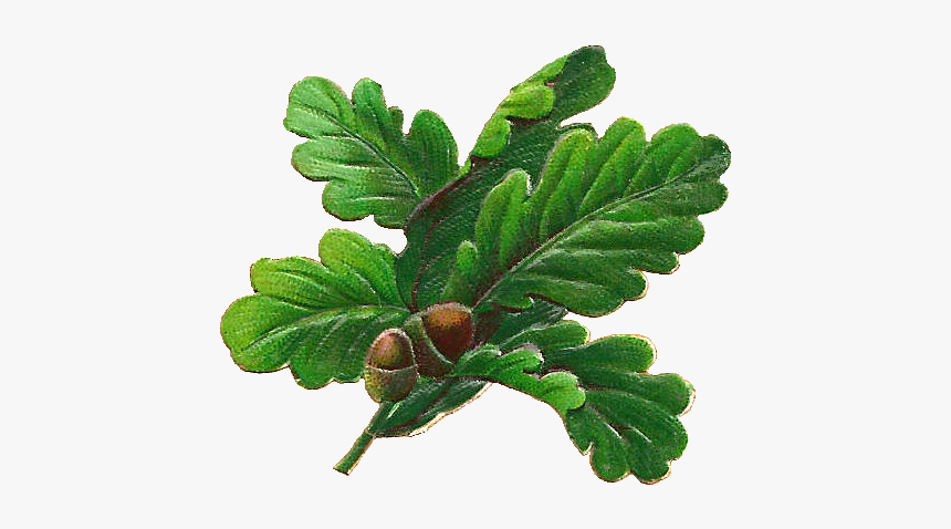 Oak Tree Leaves Png, Transparent Png