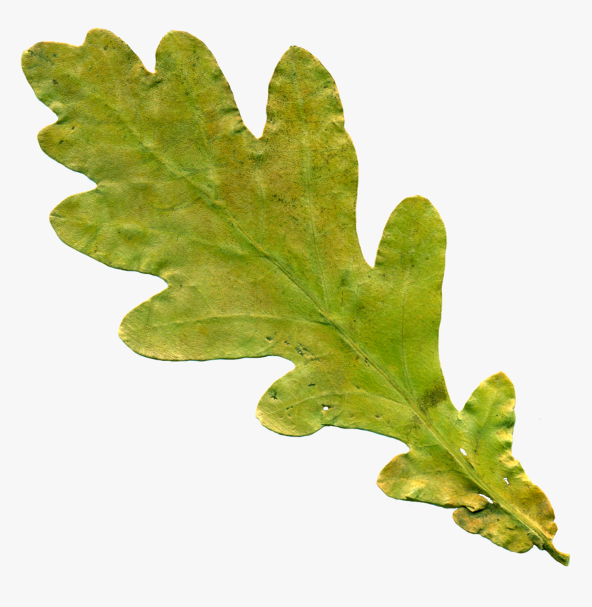 Acorn Leaf Png - Oak Leaf No Background, Transparent Png