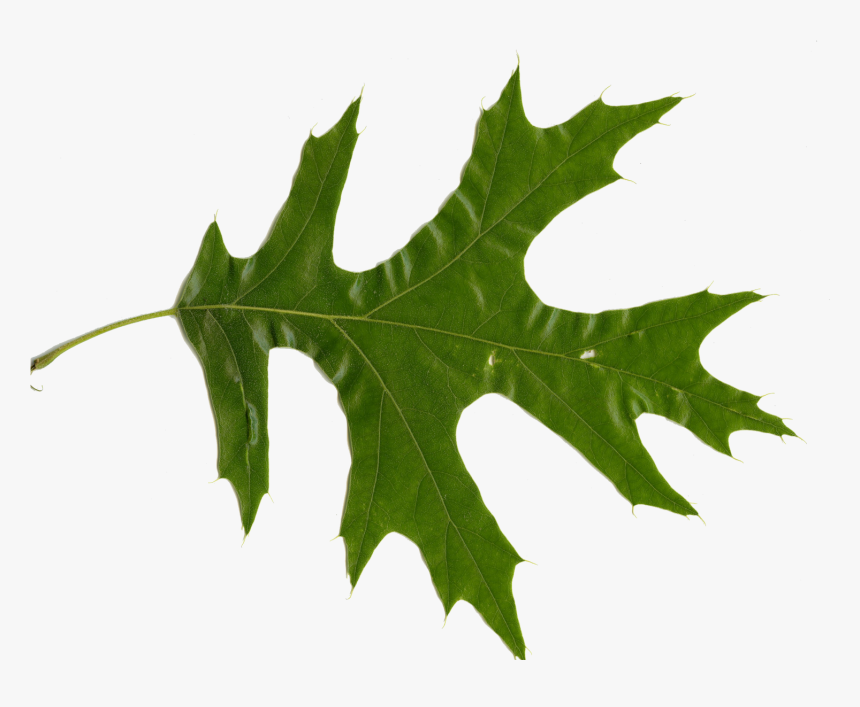 Oak Leaves - Northern Red Oak, HD Png Download