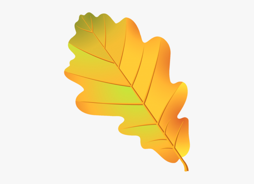 Leaf Oak Tree Acorn Drawing - Лист Дуба, HD Png Download