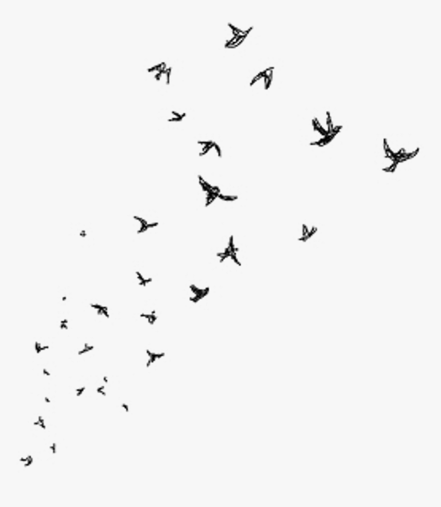 Transparent Bird Flock Png - Paris Drawing, Png Download