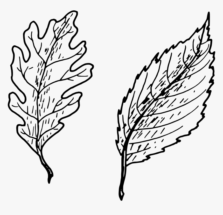 Clipart Leaf Vector Black And White, HD Png Download