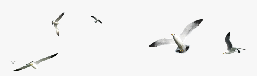 Birds On Sea Png, Transparent Png