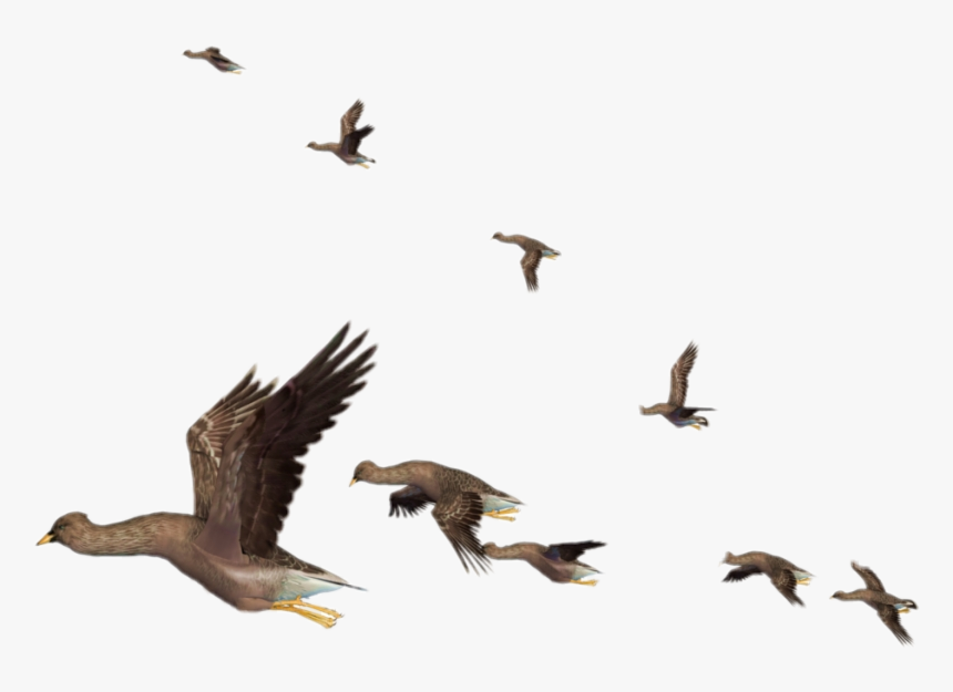 #patos#aves#pajaros #volando - Flying Birds Png, Transparent Png