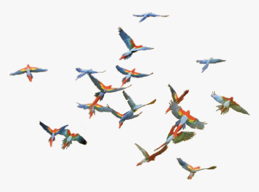 Into Africa Frans Lanting - Frans Lanting Ara, HD Png Download