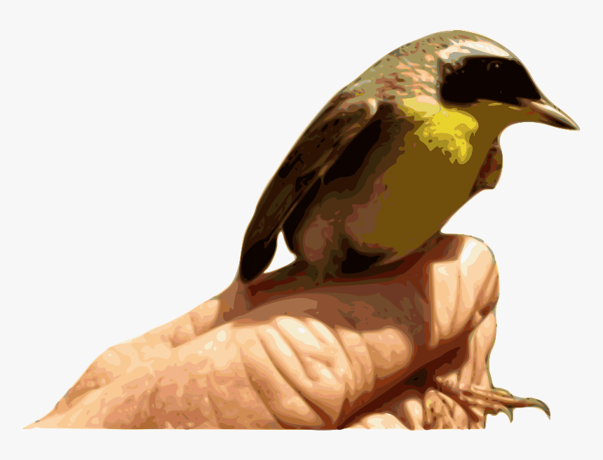 Yellowthroat Bird - Bird, HD Png Download