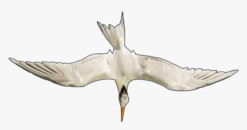 Great Black-backed Gull, HD Png Download