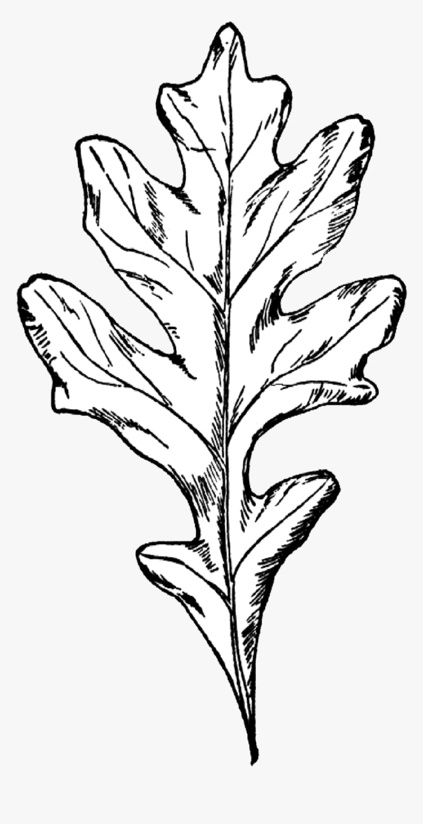 Clipart Leaf Oak Tree Black White Oak Leaf, HD Png Download , Transparent Png Image PNGitem