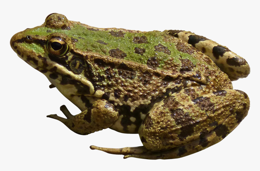 Frog Png Image, Transparent Png