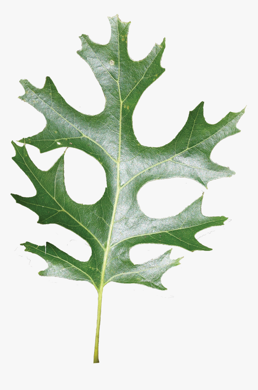 Red Oak Leaf In Louisiana, HD Png Download