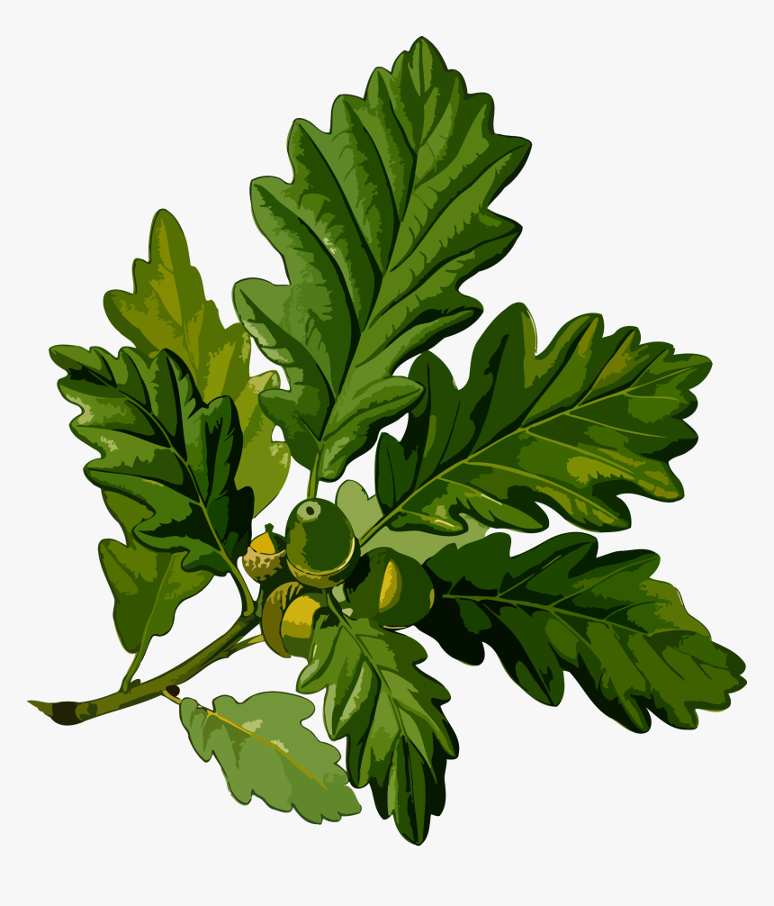 Oak Branch With Leaves And Acorns Drawing Pendant Necklace - Botanical Drawings The Drunken Botanist, HD Png Download