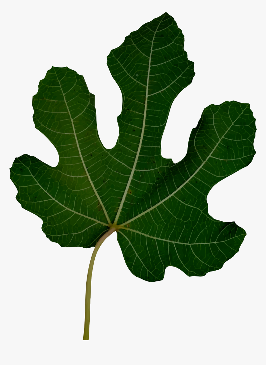 Leaf 10 Clip Arts - Icon, HD Png Download