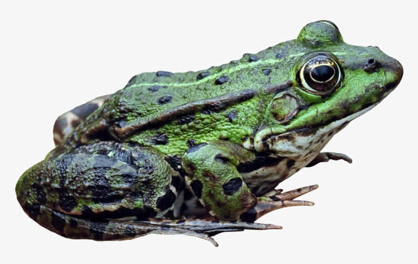 Frog Png - Ếch Png, Transparent Png