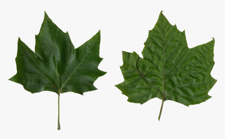 Platanus Scanned Leaves - Plane Tree Leaf Png, Transparent Png