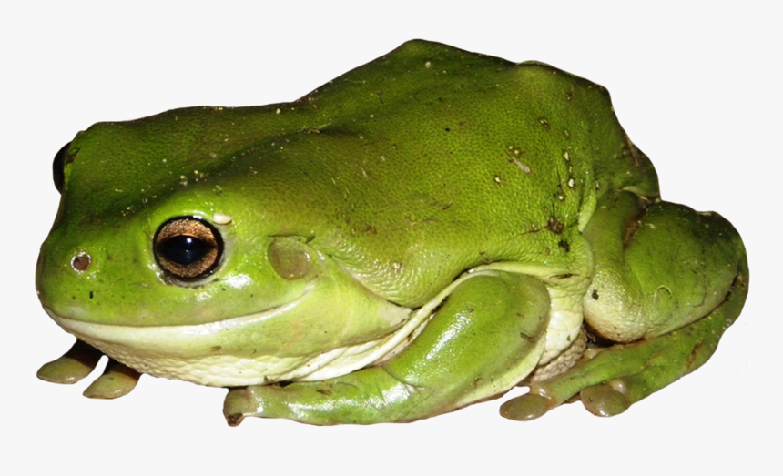 Green Tree Frog Clipart - Frog, HD Png Download