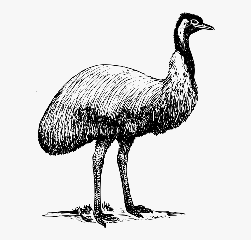 Drawing Realism Bird - Australian Birds With Name, HD Png Download