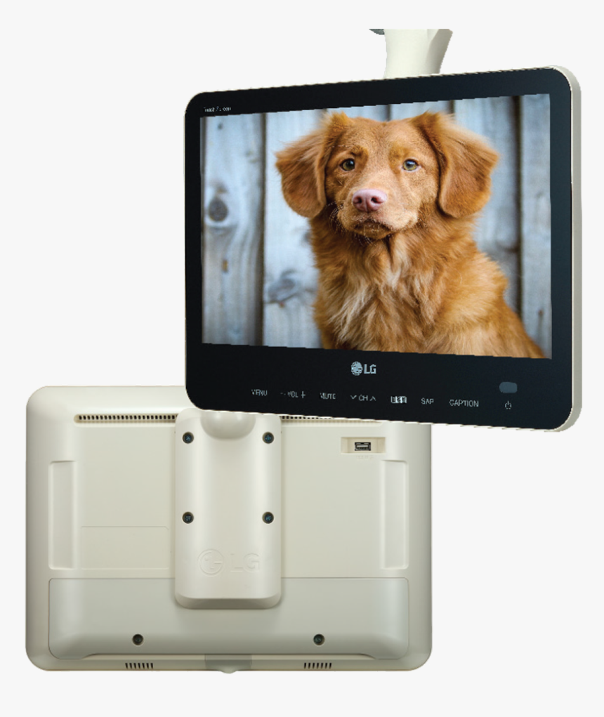 Nova Scotia Duck Tolling Retriever, HD Png Download
