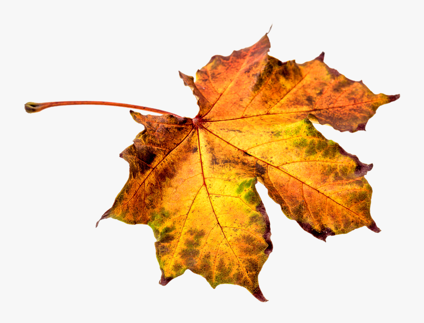 Download Leaf Png Clipart - Leaf Autumn Png Transparent, Png Download