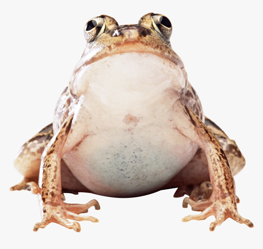 Fat Frog - Frog Png, Transparent Png