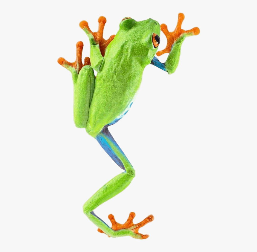 Frog Climbing - Frog Png, Transparent Png