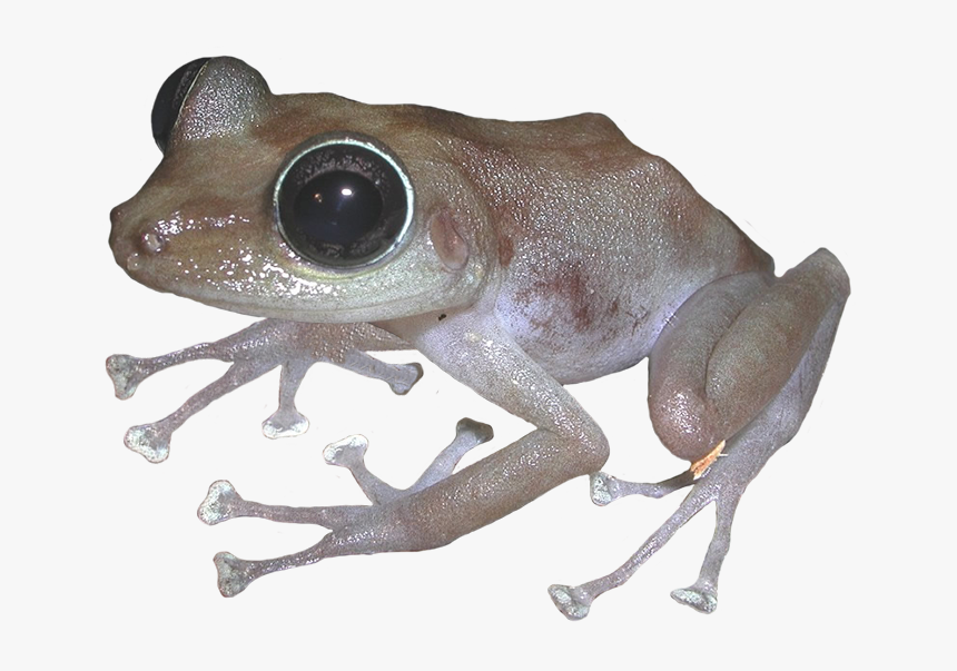 Puerto Rican Rock Frog - Eastern Spadefoot, HD Png Download