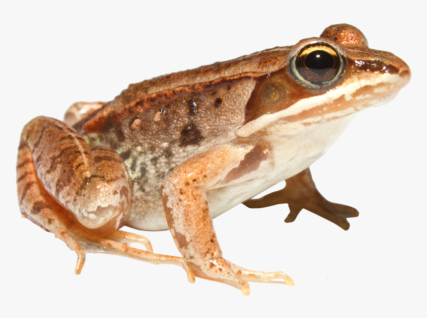 Download Frog Png - Different Animals, Transparent Png