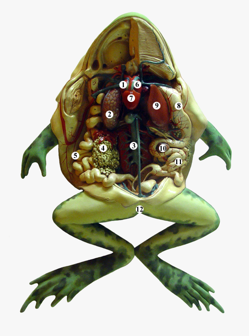 Frog Anatomy Tags - Internal Organ Of Frog, HD Png Download