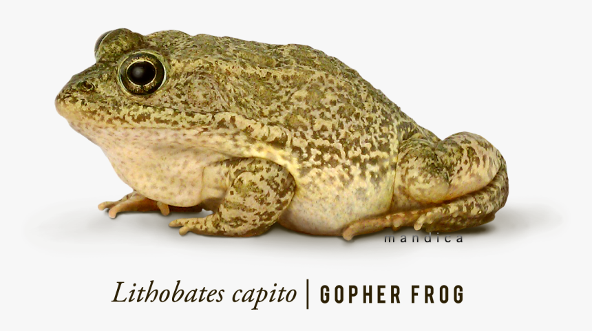 Frog Png - Frog, Transparent Png