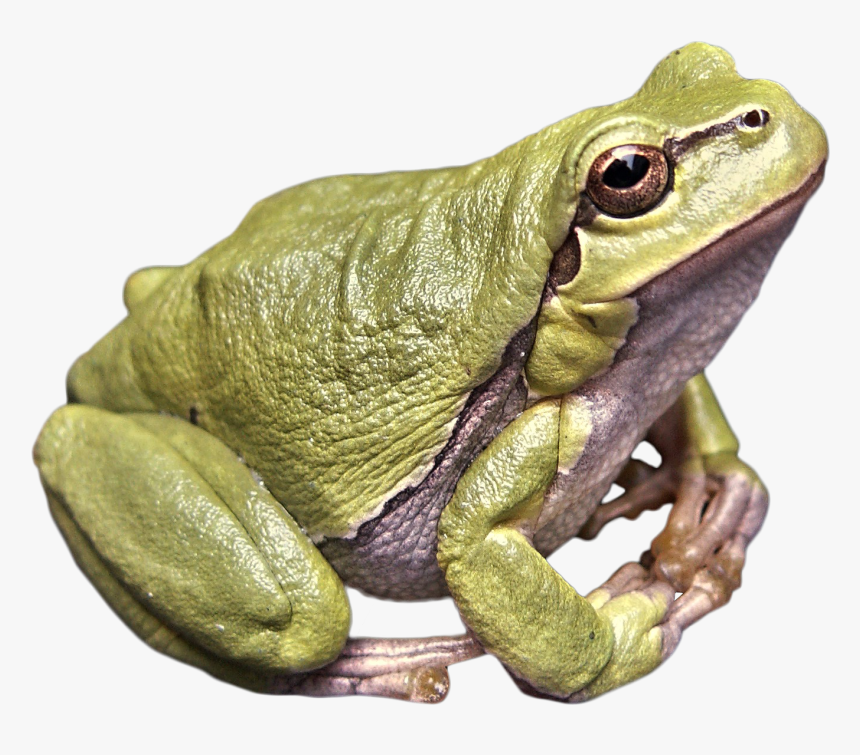 Frog Green Png Image, Transparent Png