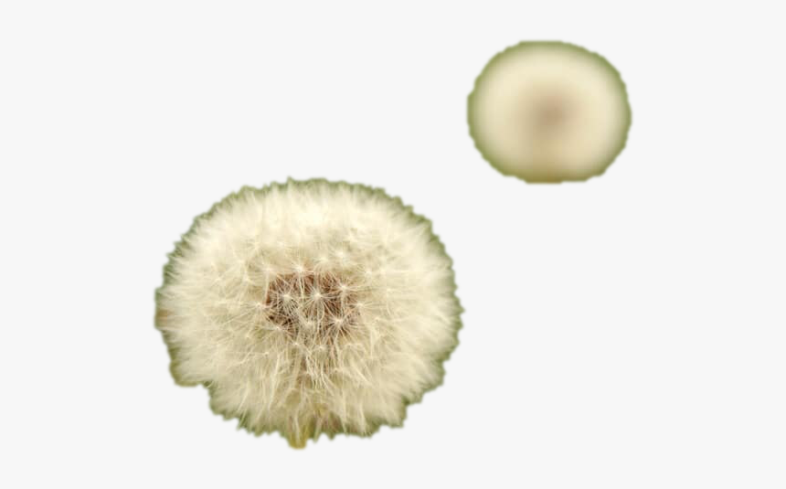 Macro Photography, HD Png Download