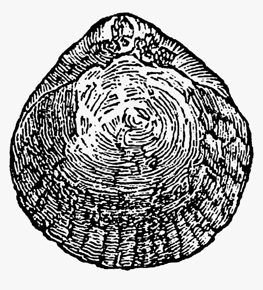 I Can Also Image These Shell Images As Pretty Design - Circle, HD Png Download