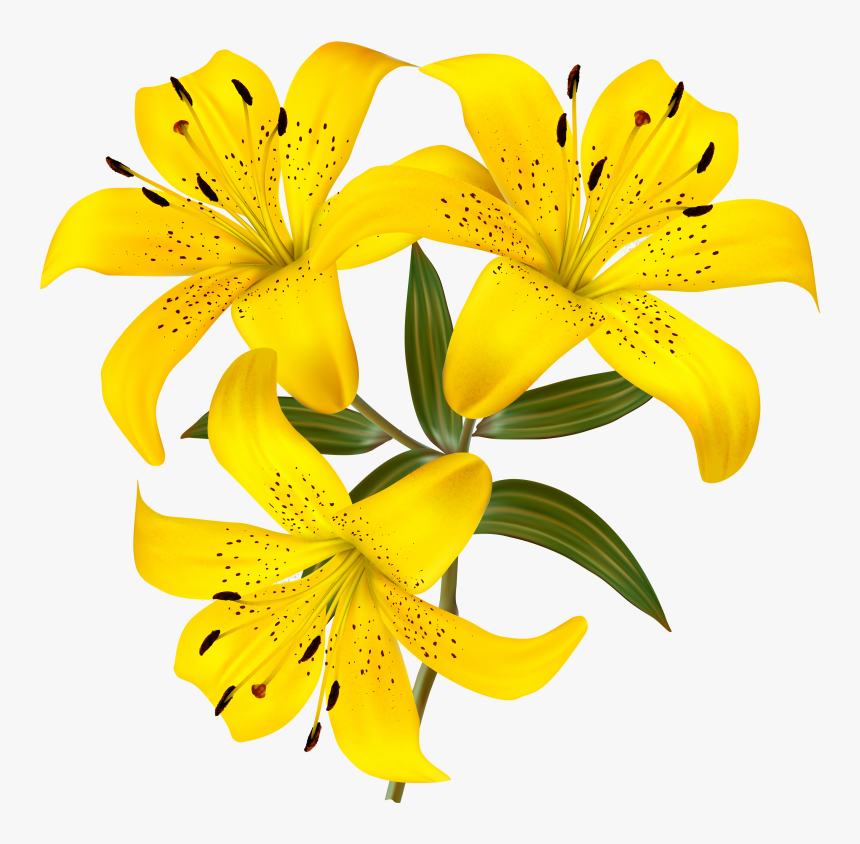 Lilium Png - Transparent Tiger Lily Clipart, Png Download