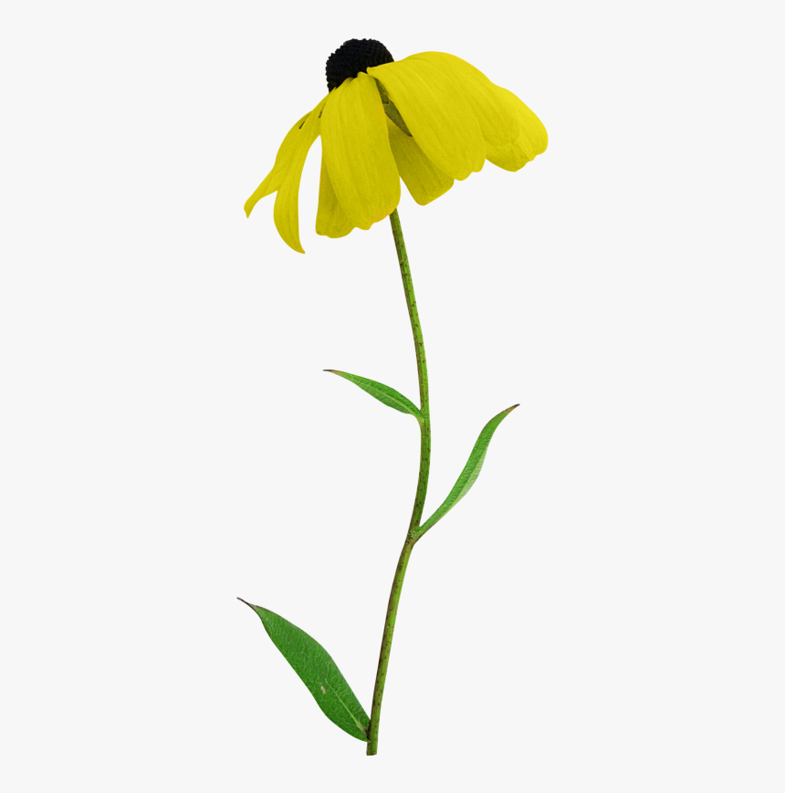 Sunflower, HD Png Download