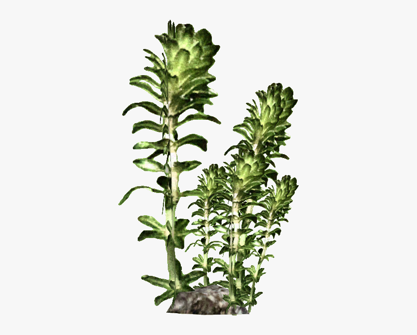 Giant Kelp Transparent Background, HD Png Download