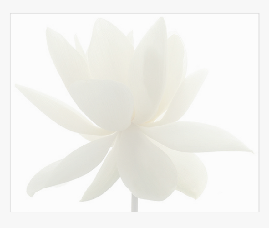 Echeveria, HD Png Download