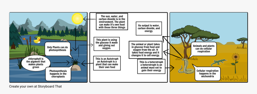 Tree, HD Png Download