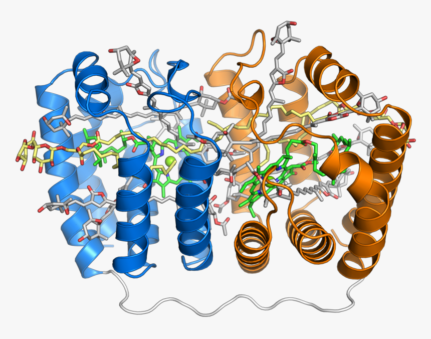 Peridinin Chlorophyll Protein, HD Png Download