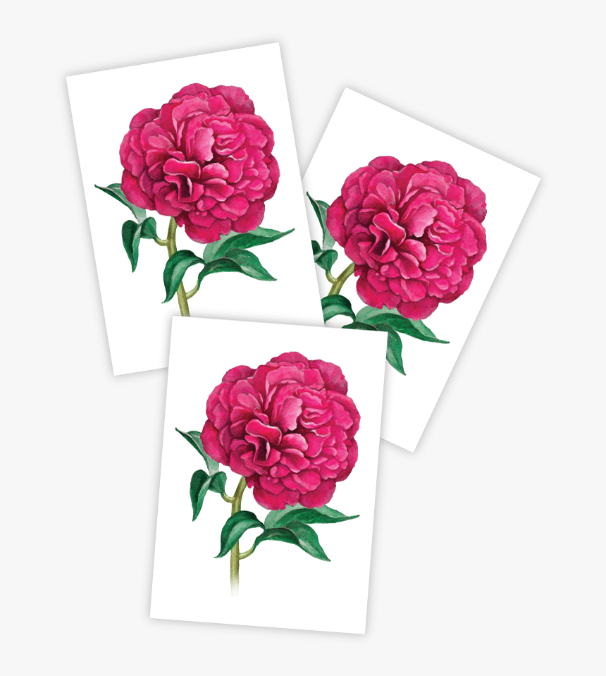 Peony 
 Class - Peony, HD Png Download