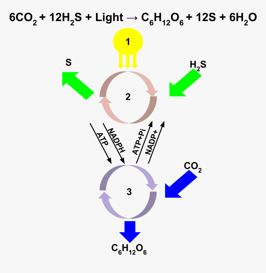 Anoxygenic Phototrophy, HD Png Download