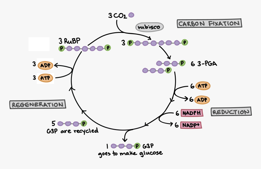 Calvin Cycle, HD Png Download