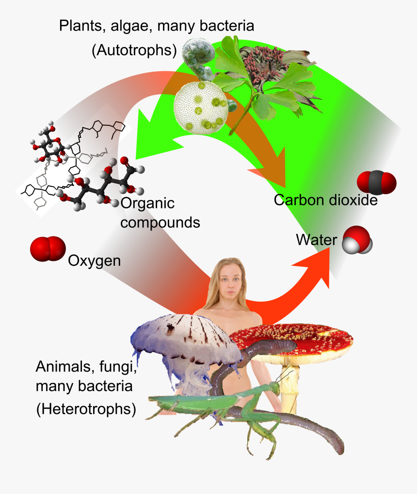 Auto-and Heterotrophs - Plant And Animal Immune System, HD Png Download