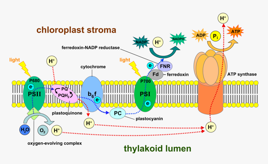Photosynthesis Light Reaction, HD Png Download