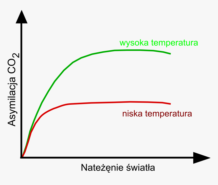 Czynniki Wplywające Na Fotosynteze, HD Png Download